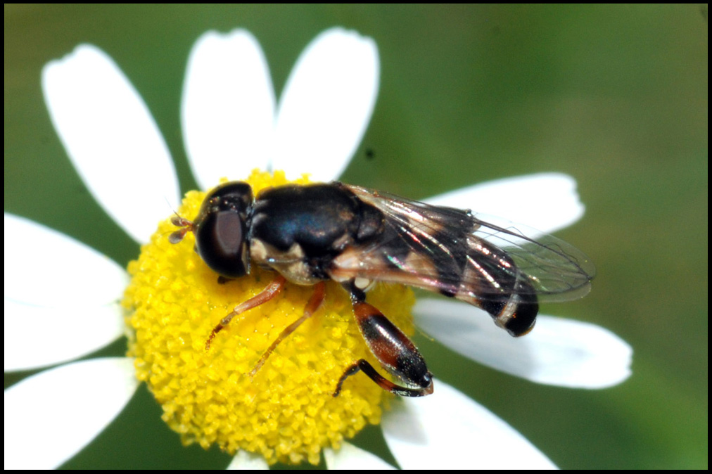 Syritta pipiens (Syrphidae)